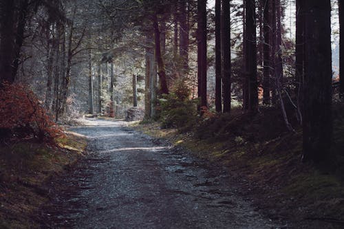 Imagine de stoc gratuită din arbori, codru, drum nepavat