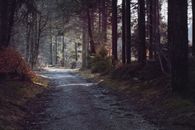 Pathway Between Trees