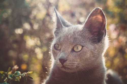 Free Russian Blue Cat on Green Grass Stock Photo