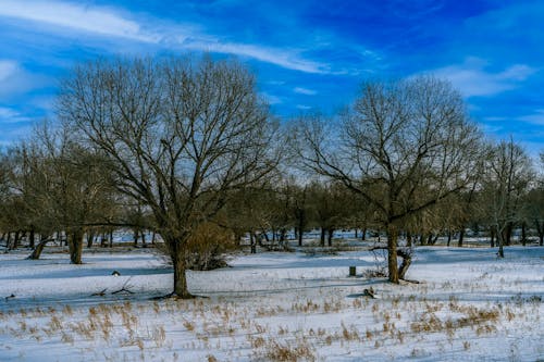 Leafless Trees on Snow Covered Ground Under Blue Sky