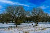 Leafless Trees on Snow Covered Ground Under Blue Sky