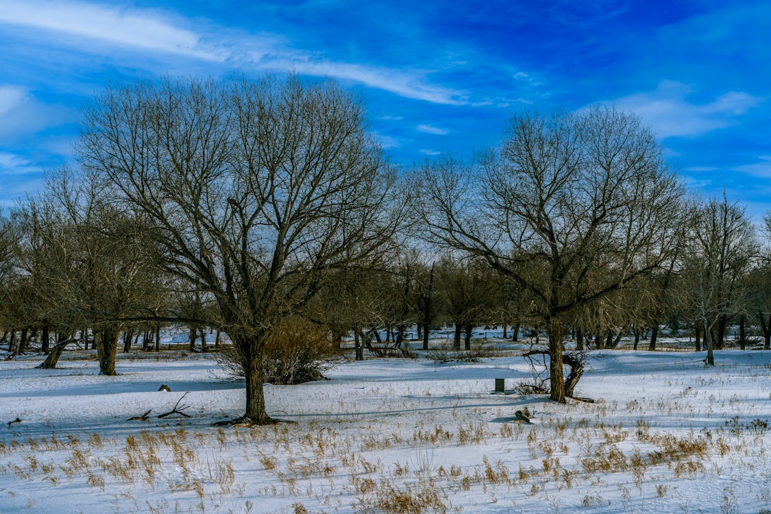 Leafless Trees on Snow Covered Ground Under Blue Sky