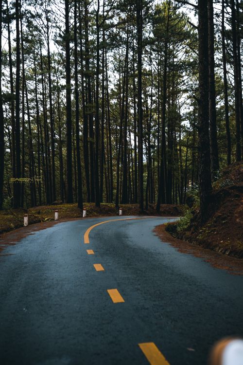 Free A tranquil road curves gently through a lush forest with towering trees, evoking peace. Stock Photo