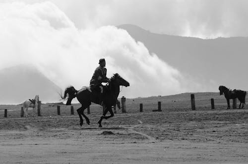 Ücretsiz alan, atlar, binmek içeren Ücretsiz stok fotoğraf Stok Fotoğraflar