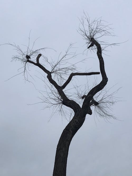 Foto profissional grátis de árvore nua, árvore sem folhas, aumento