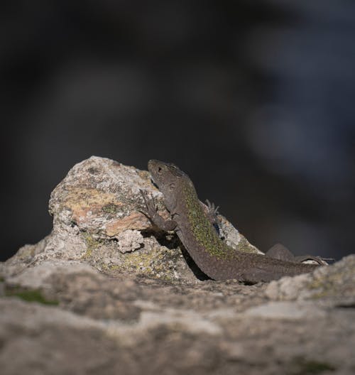 Close-Up Photo of a Lizard on a Rock