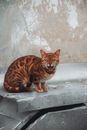 Brown Tabby Cat on Steel Surface