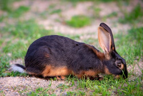 Free A Black and Brown Rabbit on the Ground Stock Photo