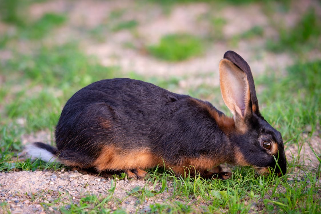 A Black and Brown Rabbit on the Ground · Free Stock Photo