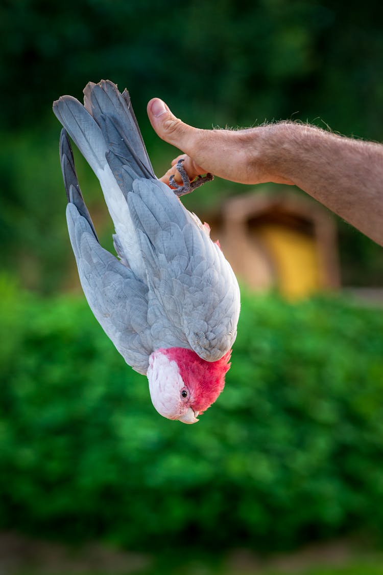 A Galah Bird On A Person's Hand