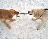 Two golden retrievers are fighting, playing tog of war