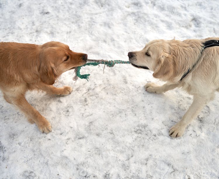 A Two Golden Retrievers Playing Tug Of War On A Snow Covered Ground