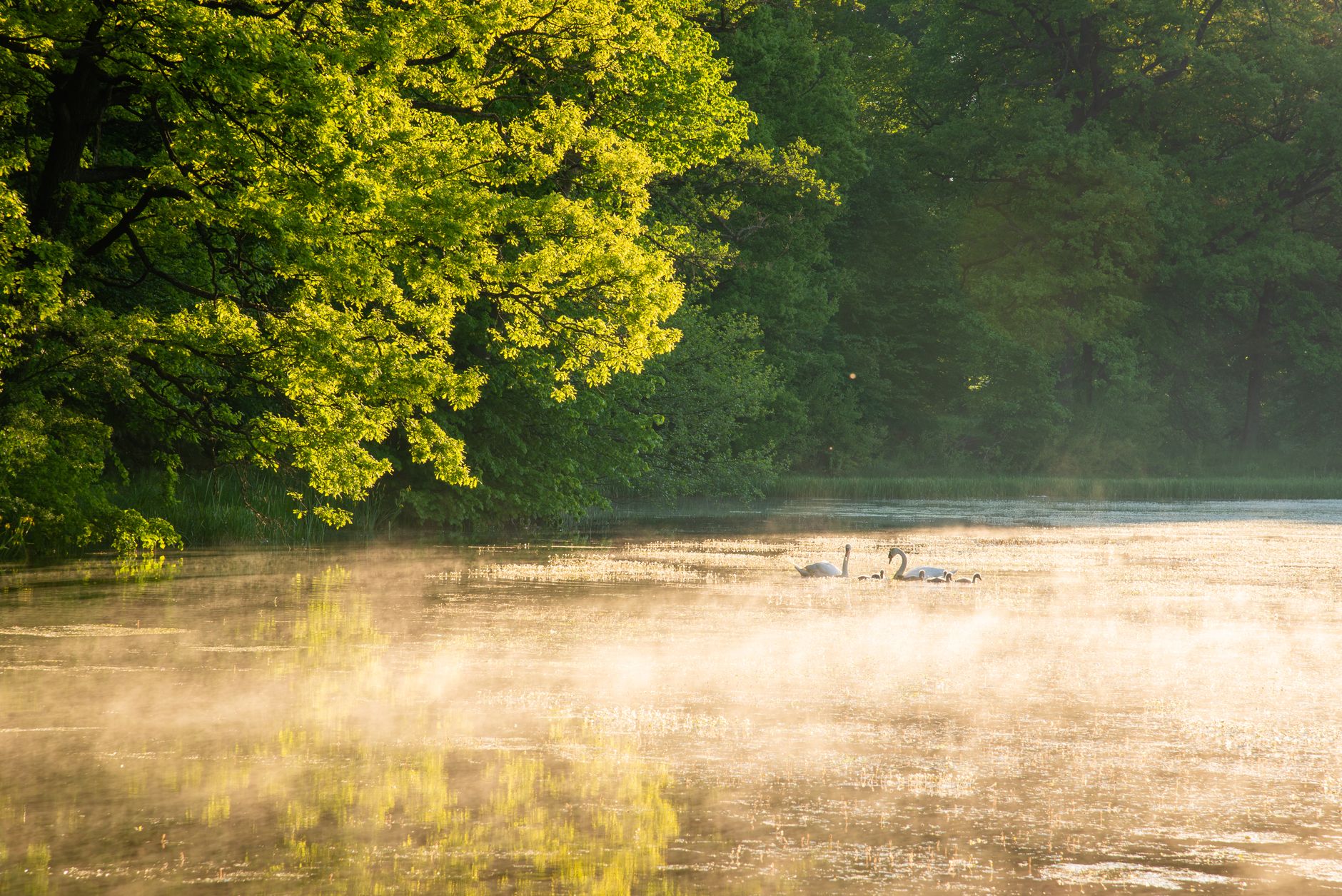 Tranquil lake view at sunrise with swans and mist, surrounded by lush greenery.