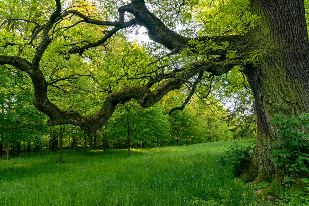 A spreading oak over a shaded lawn, typical of the Killearn area of northeast Tallahassee