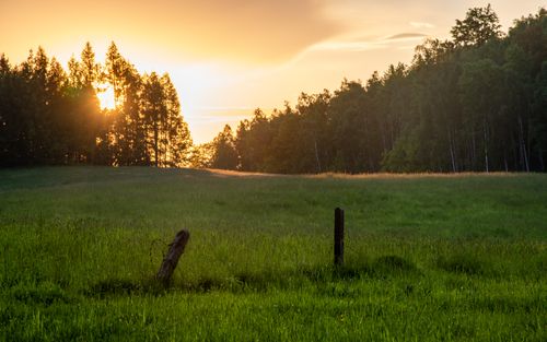 Free A tranquil scene of a sunset over a lush green field bordered by dense trees, capturing the essence of twilight outdoors. Stock Photo