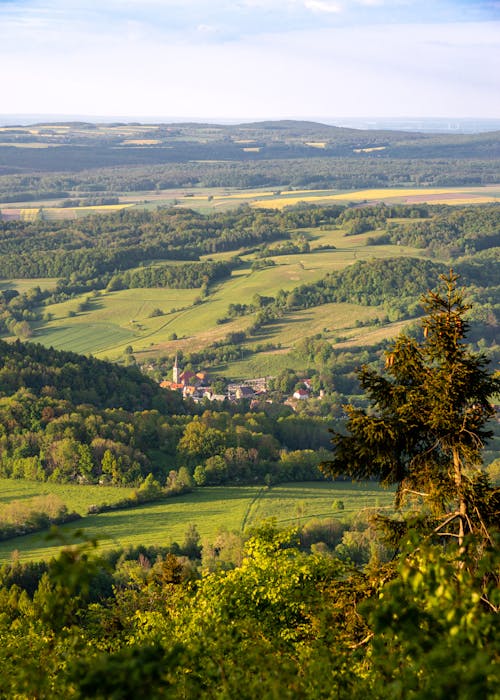 Imagine de stoc gratuită din câmp, copaci verzi, creștere