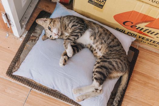 一只可爱的虎斑猫舒适地躺在枕头上，旁边是室内的纸板箱