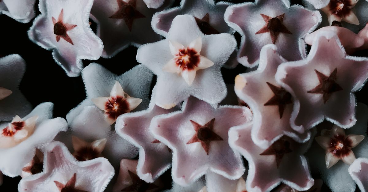 Star Shaped Roses Star Shaped Flowers in Bloom · Free Stock Photo