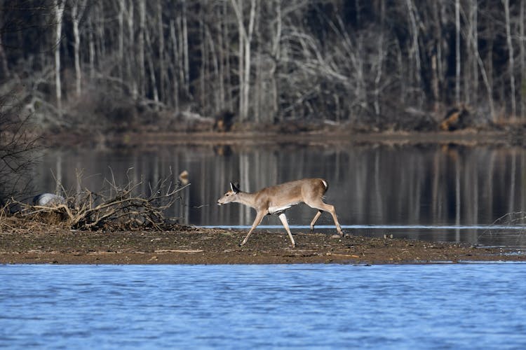 A Deer Near A Body Of Water