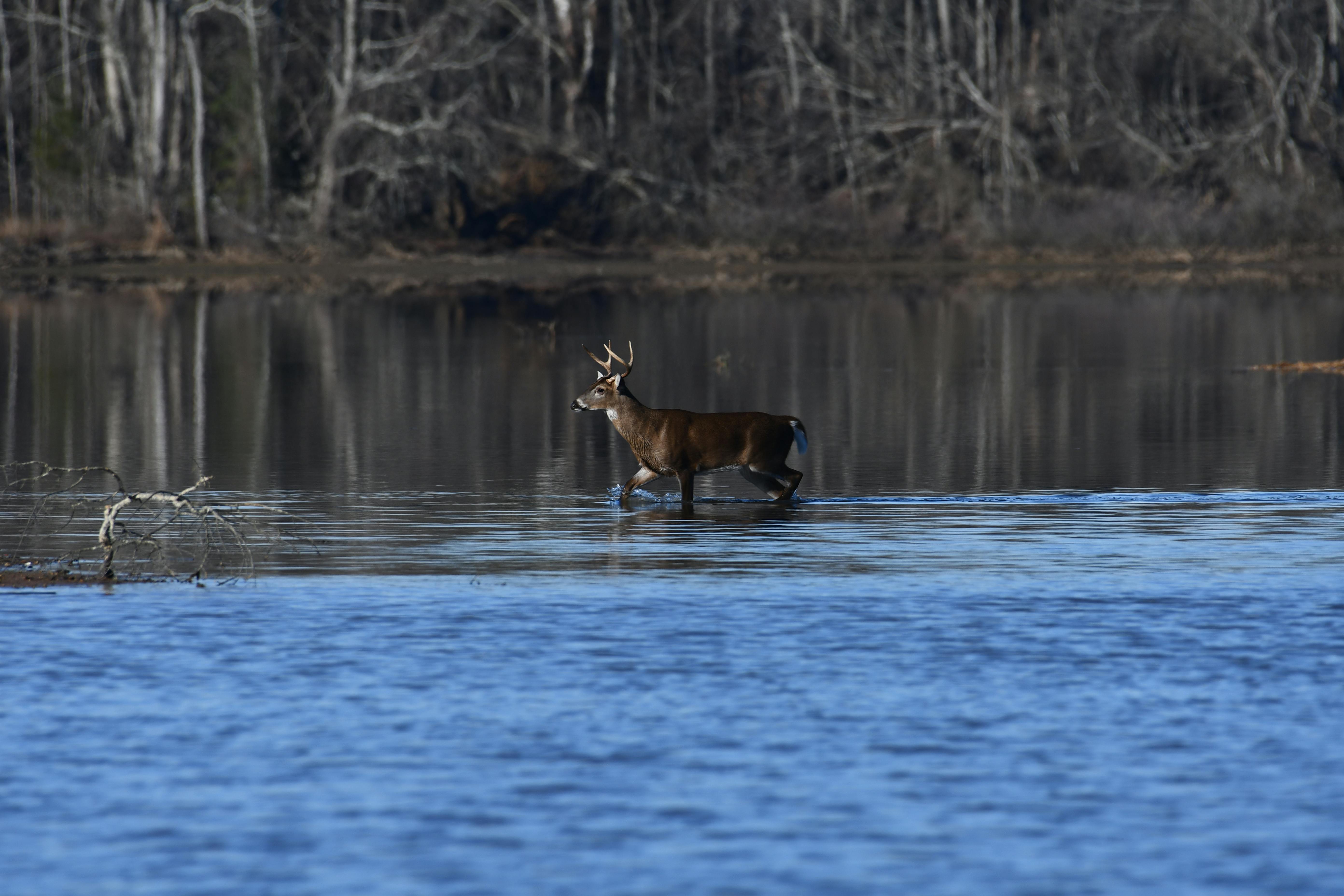 All-Canada Show promotes hunting, fishing and outdoor adventure — Photo by Brian Forsyth on Pexels