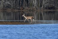 A Deer Near a Lake