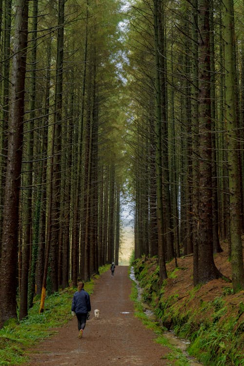 A Person in Blue Jacket Walking on Pathway in Between Trees