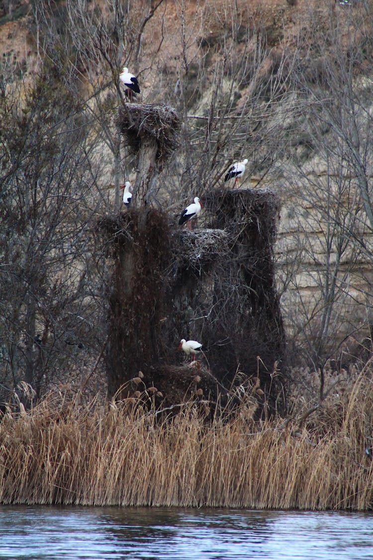 Bird Nests On Lakeshore