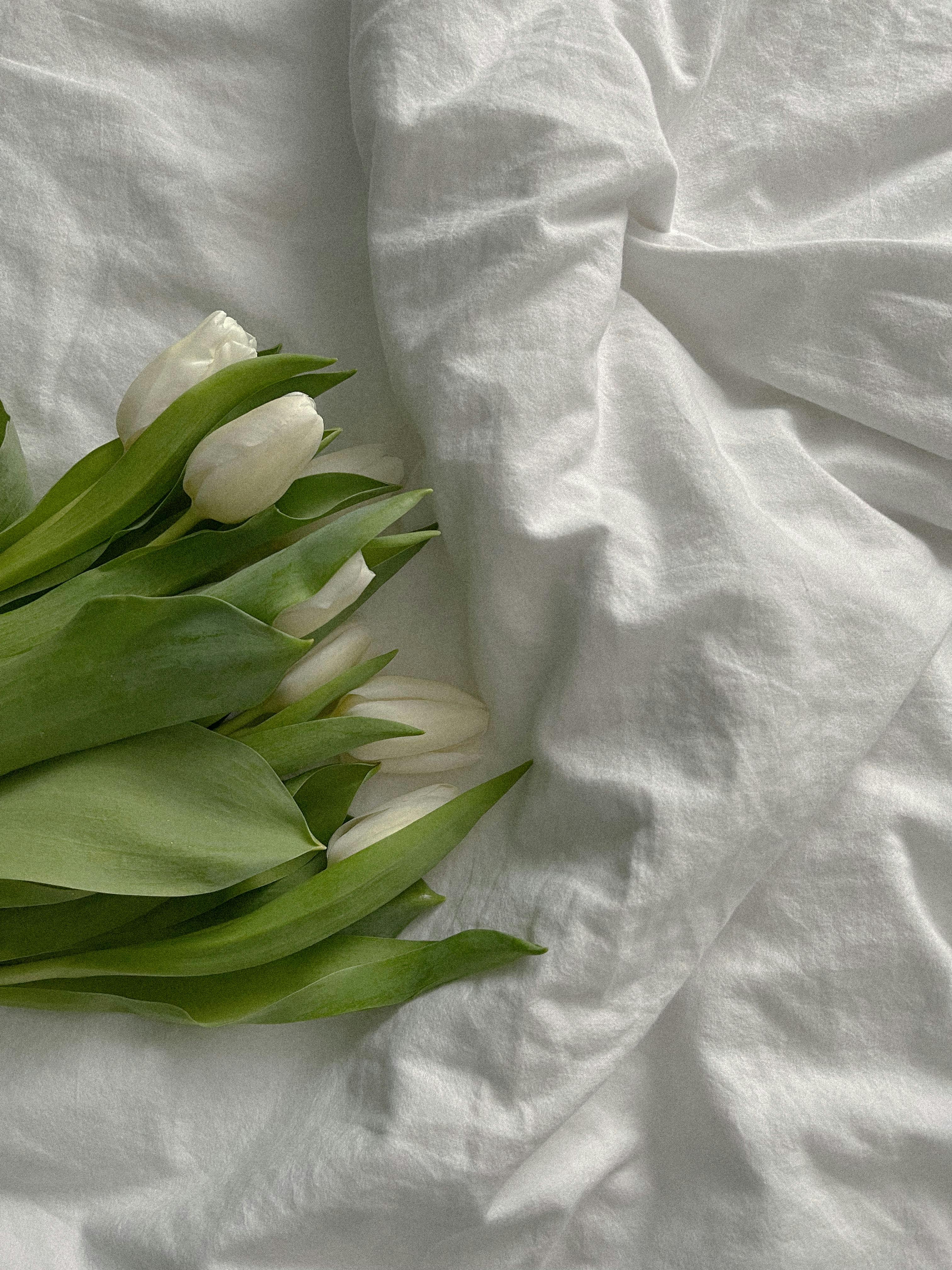 Elegant white tulips lie gently on crumpled white fabric, showcasing delicate beauty.