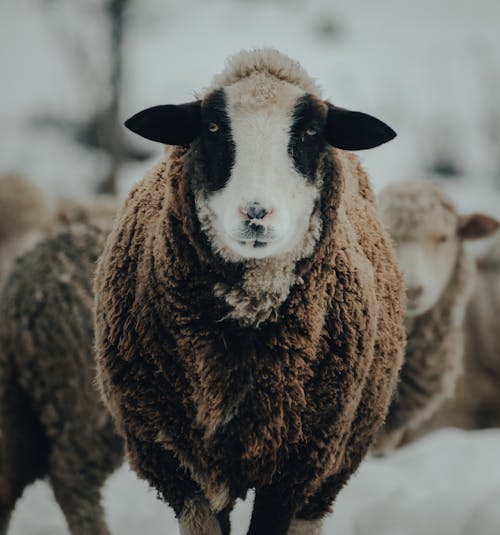 가축, 겨울, 눈의 무료 스톡 사진