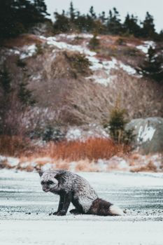 A silver fox sits in a snowy outdoor landscape, showcasing winter wildlife.