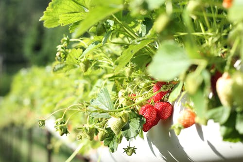 Free Strawberries in Macro Shot Stock Photo