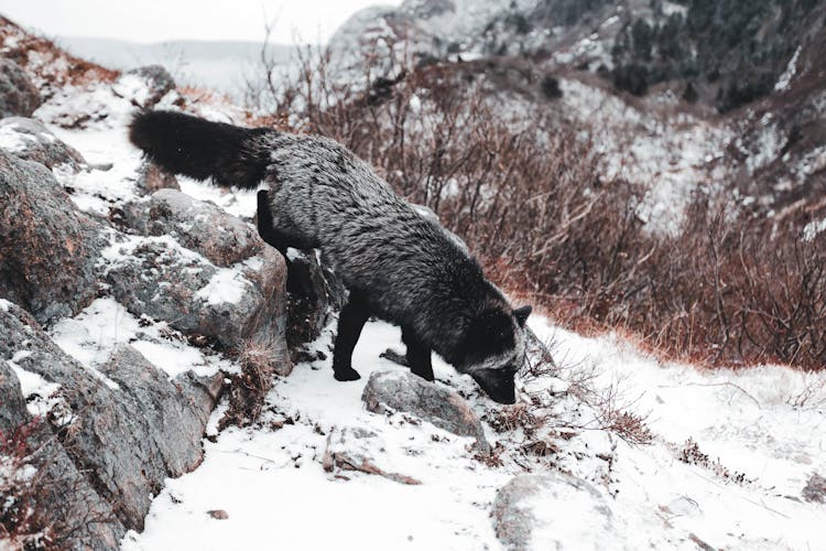 Photo Of A Black Fox 