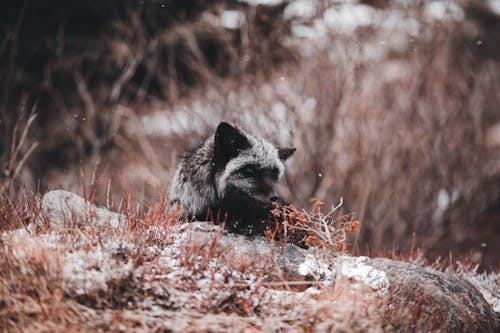 Photo of a Silver Fox on the Ground