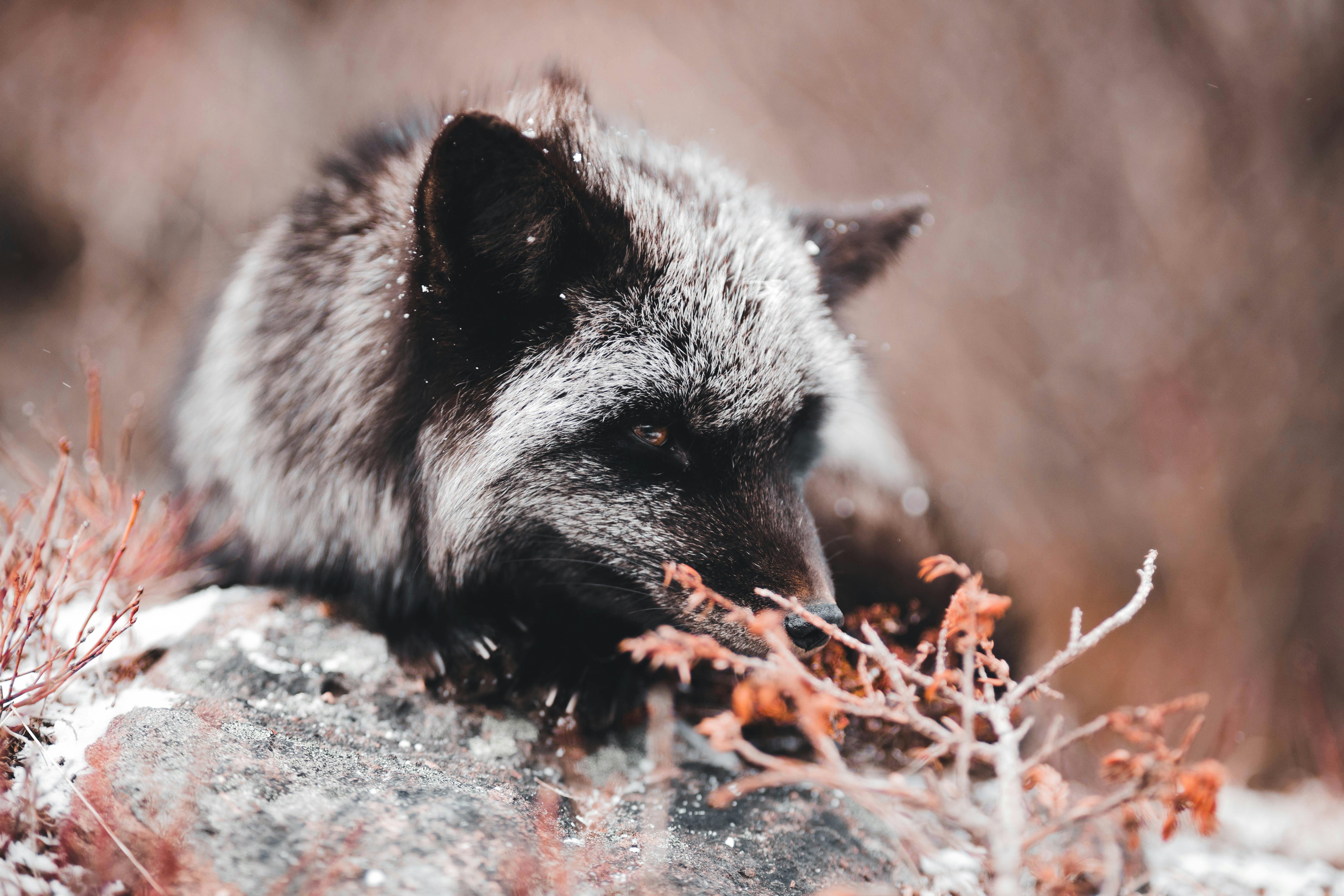 Silver Fox in Snow · Free Stock Photo