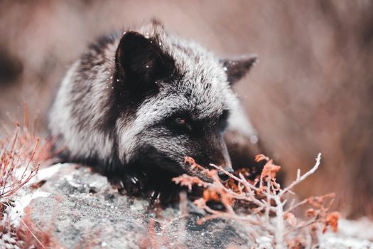 Close-up of a silver fox in a snowy landscape, showcasing its sleek winter coat amidst twigs.