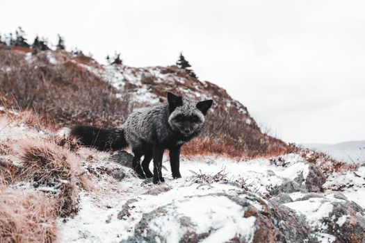 fox photo