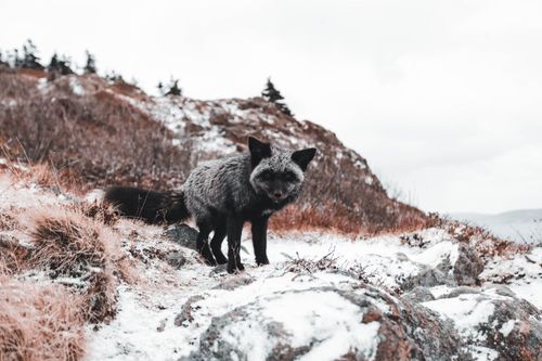 Free A silver fox stands on snow-covered rocky terrain surrounded by winter landscape. Stock Photo
