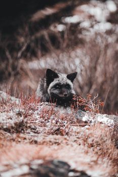 A solitary arctic fox camouflaged in the snowy wilderness, showcasing the beauty of nature.