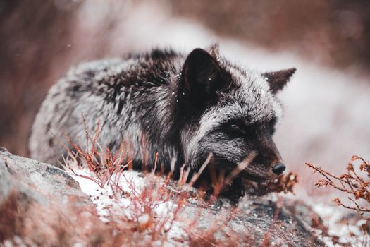 A silver fox lies resting on a rock surrounded by winter foliage, capturing the essence of wildlife in nature.