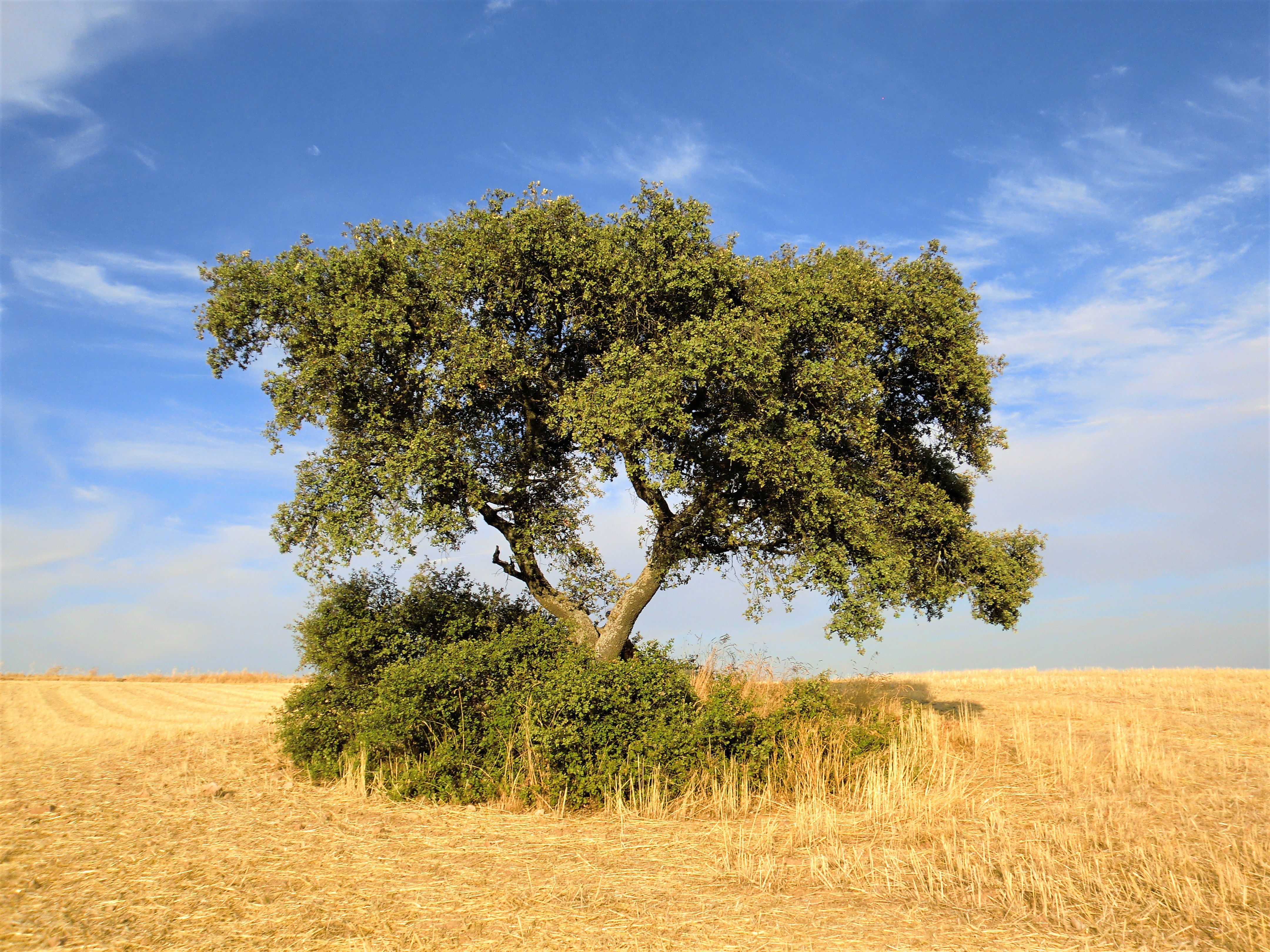 Dehesa de la Luz & Tagus International Natural Park