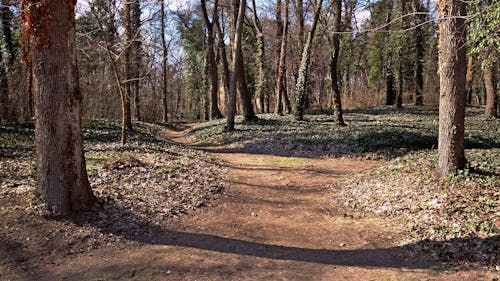 Darmowe zdjęcie z galerii z chodzić, las, skrzyżowanie