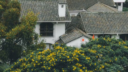 Free A picturesque white house surrounded by vibrant yellow flowers and dense greenery. Stock Photo