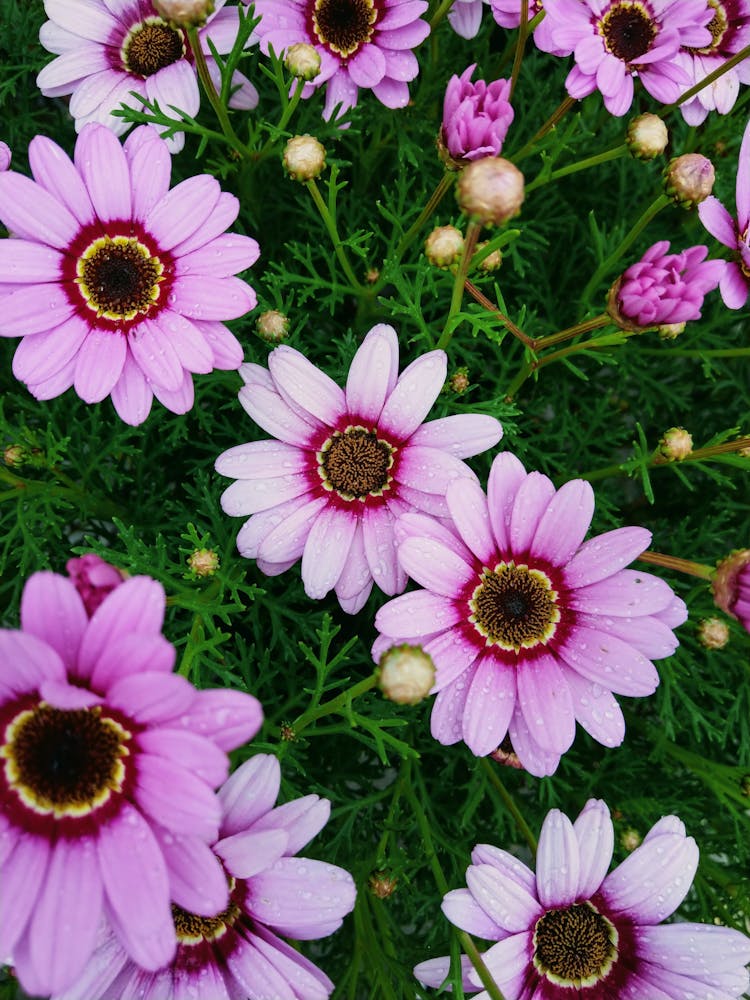 Purple African Daisy Flowers