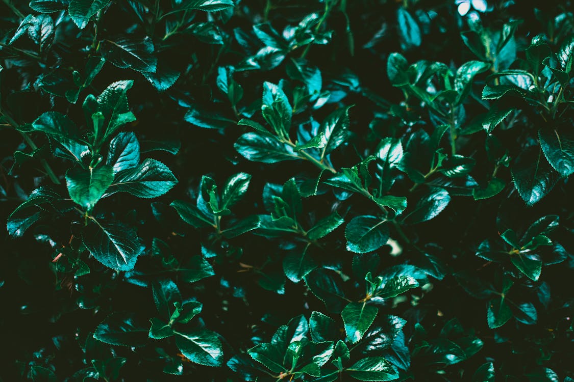 Zbliżenie Zdjęcie Zielonych Liści Roślin