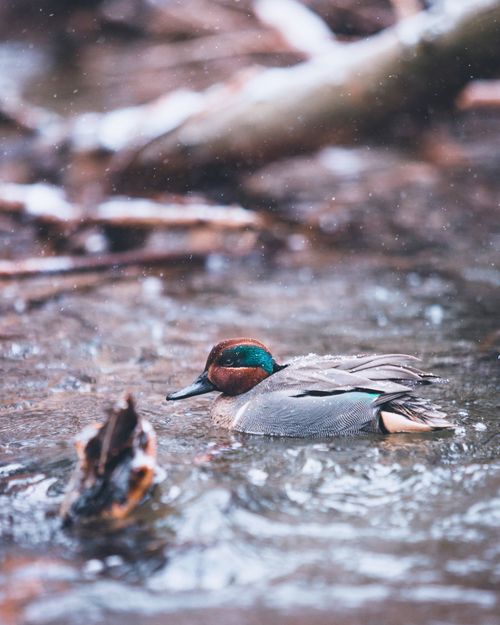 Free Beautiful teal duck gracefully swims in a serene river, showcasing nature's tranquility. Stock Photo