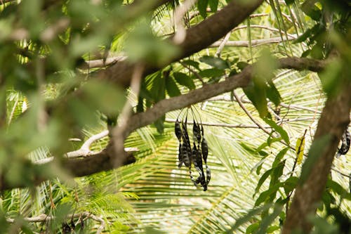 Pods of Peas Hanging on a Tree 