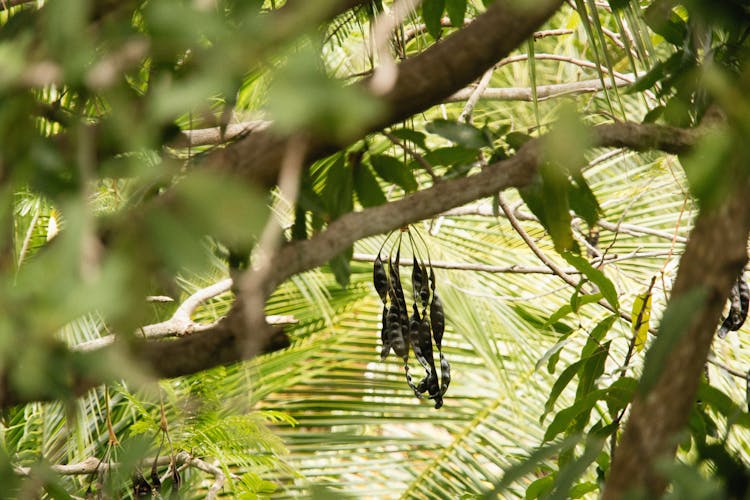 Pods Of Peas Hanging On A Tree 