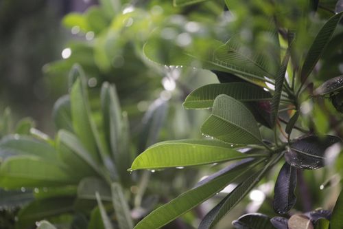 Free Detailed view of green wet leaves with morning dew in a lush garden. Stock Photo