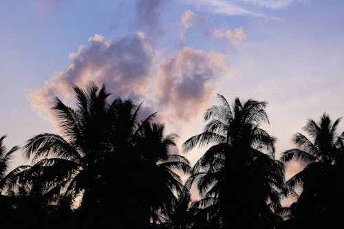 Cloud over Palm Trees