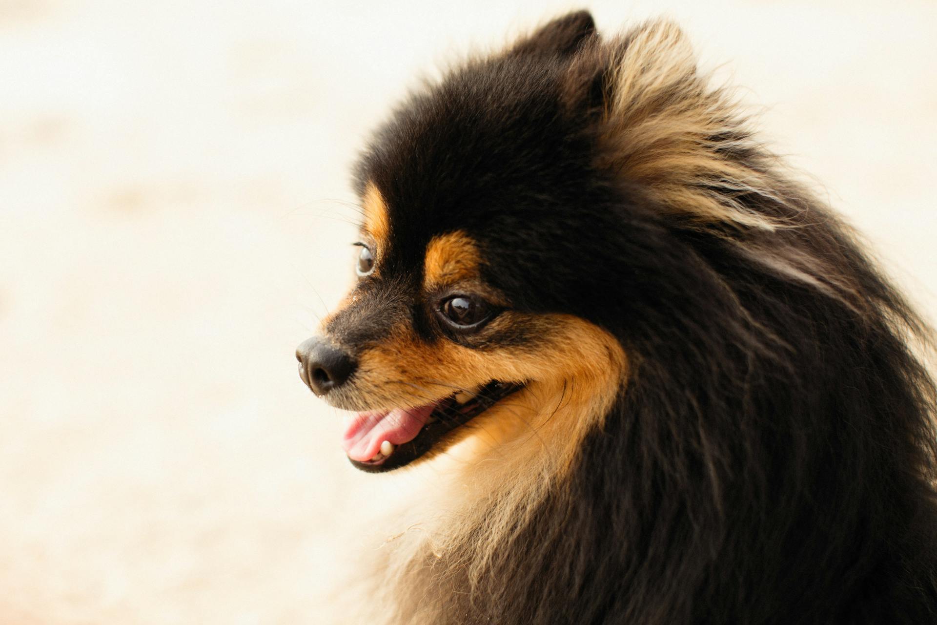 Close up of Small Dog